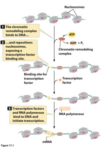 Genetics Chapter 17 Control Of Gene Expression In Eukaryotes