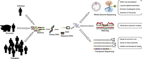 Single Cell Rna Sequencing Protocol