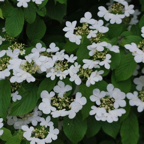 Viburnum Summer Snowflake In 2022 Viburnum Landscape Projects