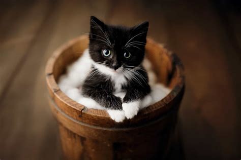 Cute Kitten Pictures