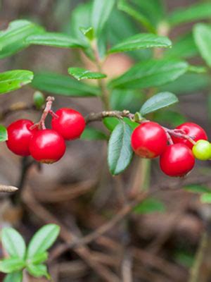 Cranberry Grow Guide