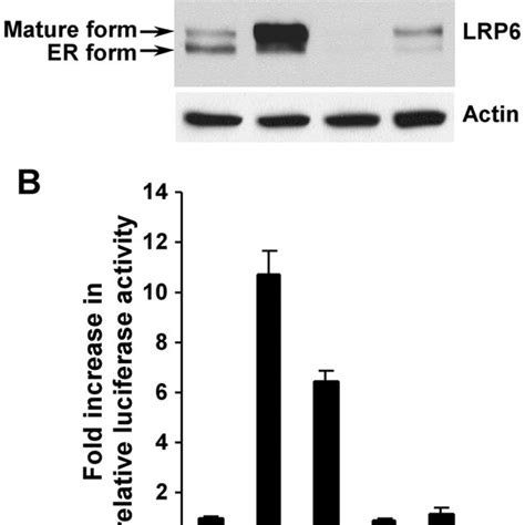 Kremen Induces Lrp Turnover And Wnt Lrp Signaling Down Regulation