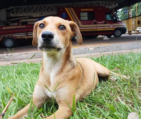 Bombeiros de Catanduva adotam vira lata caramelo vítima de maus tratos