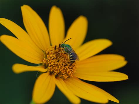 Striped Sweat Bees From Fox Chase Dr Southaven Ms Us On June