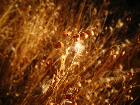 Free Images Nature Branch Light Plant Night Sunlight Leaf