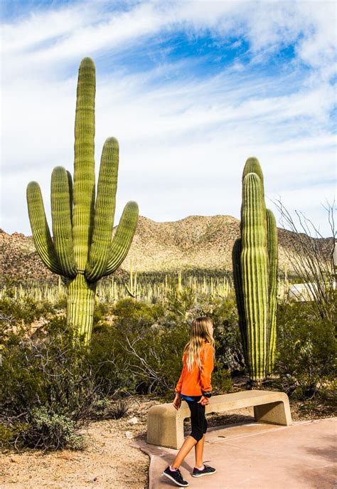 Amazing Things To Do In Saguaro National Park Tucson Arizona