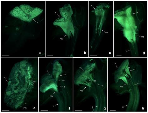 Ijms Free Full Text Morphological Type Identification Of Self Incompatibility In Dendrobium