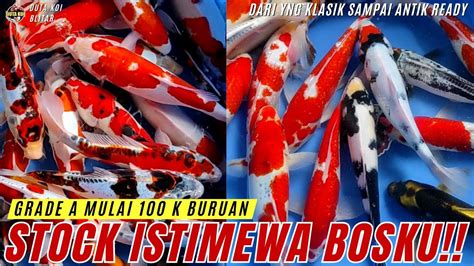 ISTIMEWA POOLL STOCK KOI GRADE A SERBA MURAH DISINI HARGA MULAI