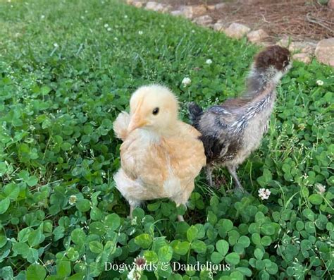 How to Care for Baby Chicks – Dogwoods & Dandelions