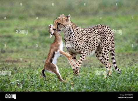 Geparden Anatomie Fotos Und Bildmaterial In Hoher Auflösung Alamy