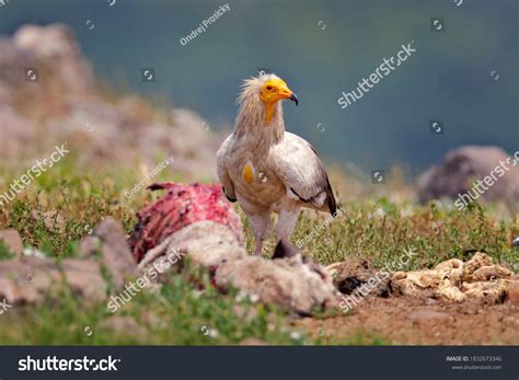 1,463 Neophron Percnopterus Stock Photos, Images & Photography ...