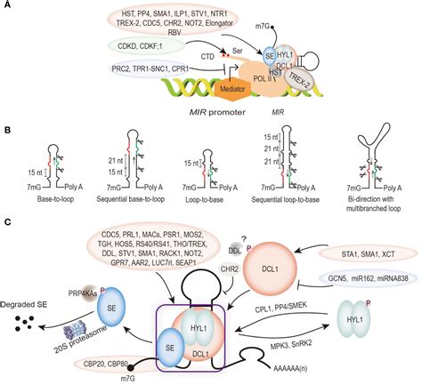 Frontiers MicroRNA Production In Arabidopsis