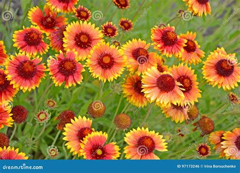 The Blossoming Gayllardiya Hybrid Gaillardia X Hybrida Stock Photo