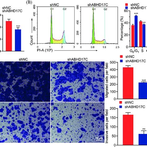 Downregulation Of ABHD17C Expression Inhibits Cell Viability