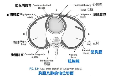 局部解剖学 胸膜隐窝的解剖