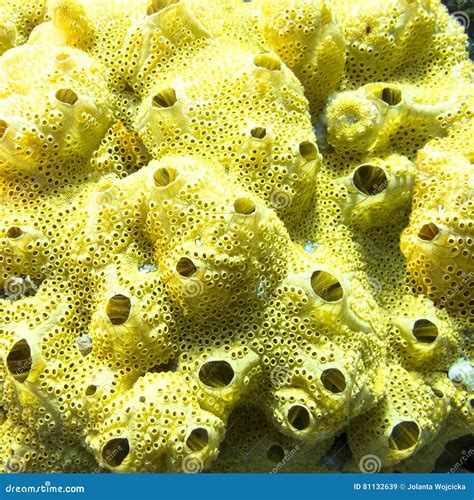 Coral Reef With Great Yellow Sea Sponge In Tropical Sea Stock Image