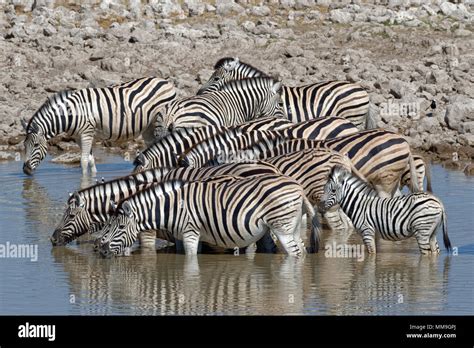 Baby Animals In Water Hi Res Stock Photography And Images Alamy