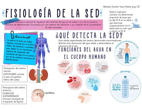 Fisiologia De La Sed Es Un Mecanismo Esencial De Regulaci N