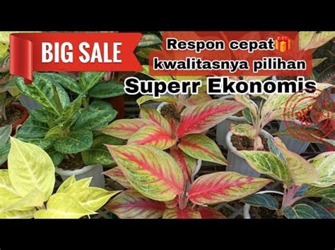 Aglaonema Nya Makin Kece Kwalitas Nya Baguss Bgttt Harga Bersahabat