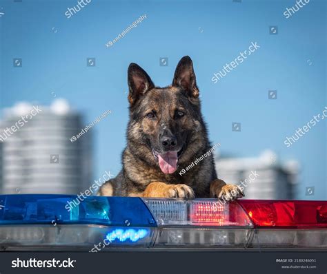 K9 Police Car 378 รายการ ภาพ ภาพสต็อกและเวกเตอร์ Shutterstock