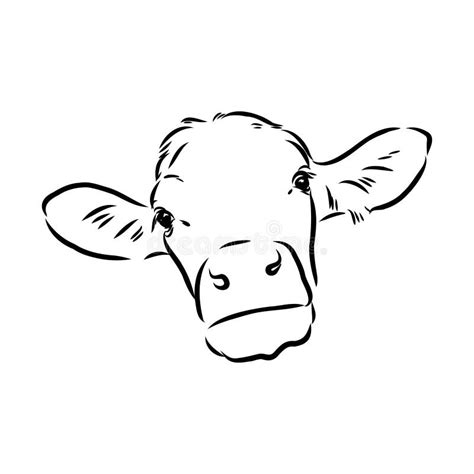 Isolated Cow Eating Grass On A White Background Black And White Sketch Line Silhouette Vector