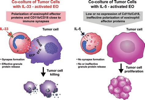 2 IL 33 Promotes The Activation Of CD11b CD18 Adhesion Dependent