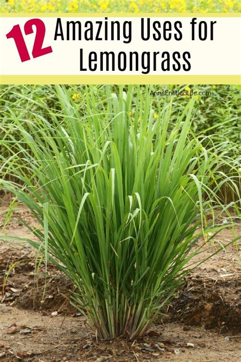 How To Grow And Care For Lemon Grass Plants