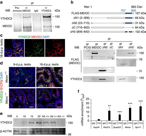 Meioc Ythdc Complex Binds Meiotic Mrna A Western Blot Analysis Of