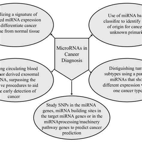 The MiRNAs As Potential Diagnostic Biomarkers Various Aspects Of