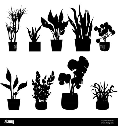 Set Of Silhouettes House Plants In Pots Vector Illustration Stock