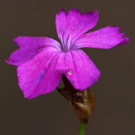 Karth Usernelke Dianthus Carthusianorum Kart User Nelke Flickr