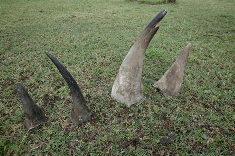 Rhino Horns Seized In Mozambiques Biggest Bust Go Missing Save The Rhino