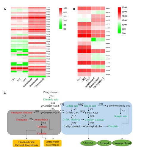 The Differentially Metabolites Of Flavonoids A And Hydroxycinnamyl Download Scientific