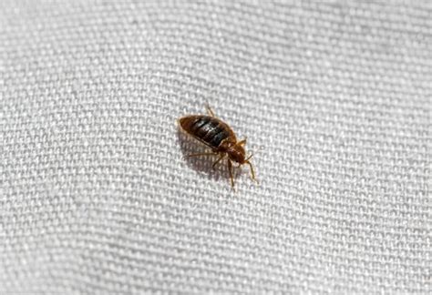 Common Household Bugs On Couches And Furniture Identification And