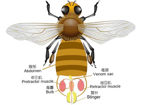 为什么蜜蜂的针连着肠子，它的生物学意义是什么？ 知乎