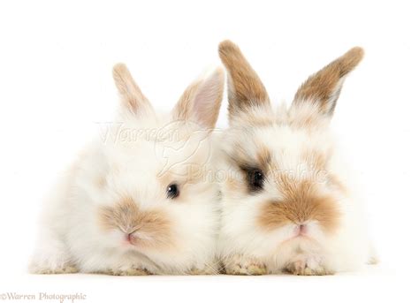 Two cute baby bunnies photo WP47621