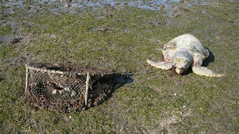 Single Use Plastic Bag Ban Will Help Save Moreton Bay Marine Life