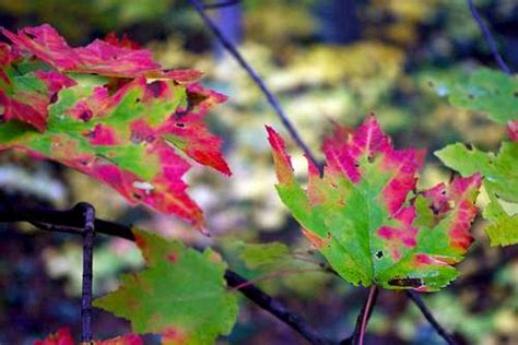 Fall Colors on the Seneca Rocks Trail, West Virginia : Trip Reports : SummitPost