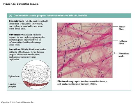 Areolar Connective Tissue Diagram