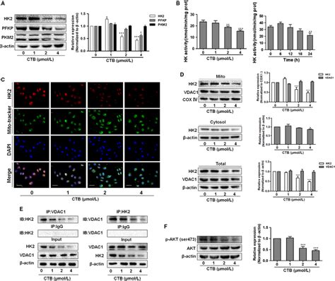 CTB Inhibited The Expression Of HK2 And Promoted Dissociation Of