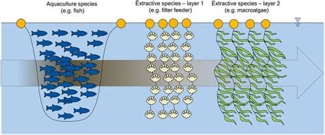 Acuicultura multitrófica integrada enfoque sustentable en la producción