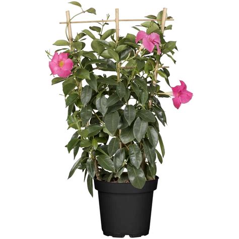 GROW by OBI Dipladenie Sundevillea Rosa Spalier Dipladenia Topf Ø 17 cm