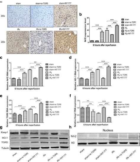 TGR5 Alleviated Hepatic IRI Through The Keap1 Nrf2 Pathway In Vivo A B