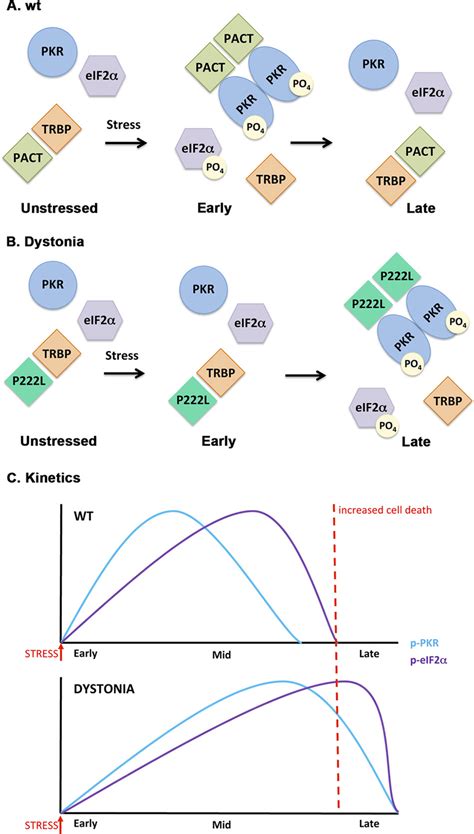 A Schematic Model Of Pkr Activation In Wt And Dystonia Cells A Wt