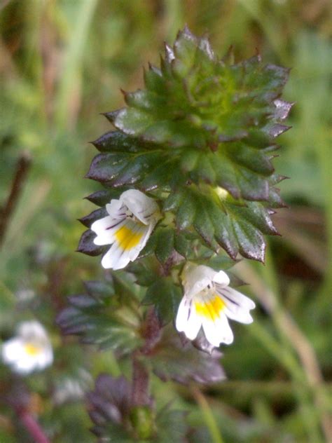 Euphrasia