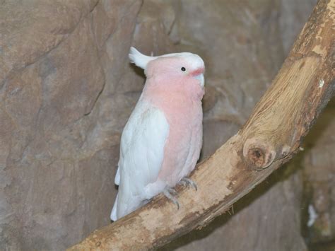 The Online Zoo - Major Mitchell's Cockatoo