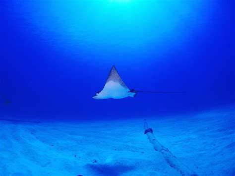 Premium Photo Eagle Ray Swimming In Sea