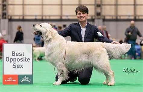 Crufts 2024 Olvinglay Golden Retriever