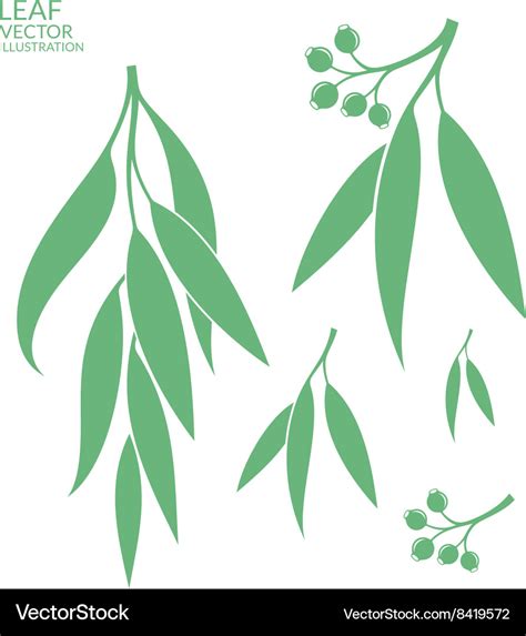 Eucalyptus Isolated Leaves Royalty Free Vector Image