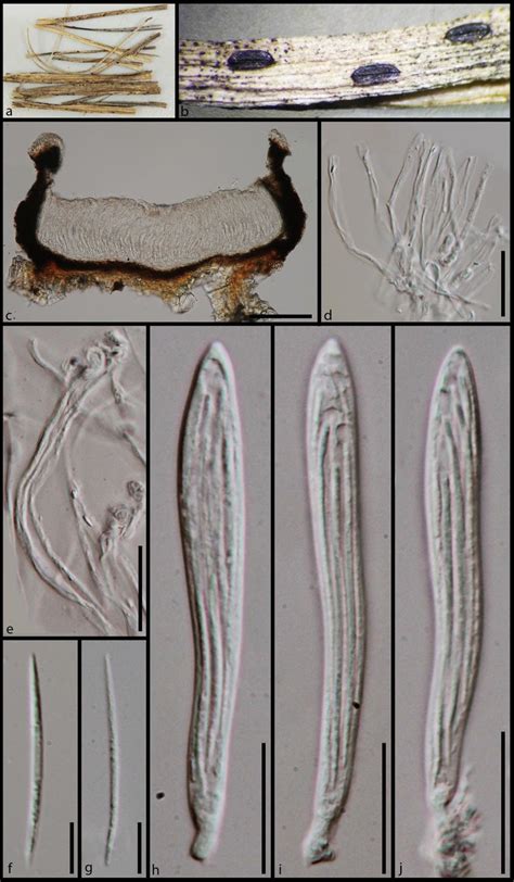 Morphology Of Lophodermium Herbarum Mflu A Substrate B